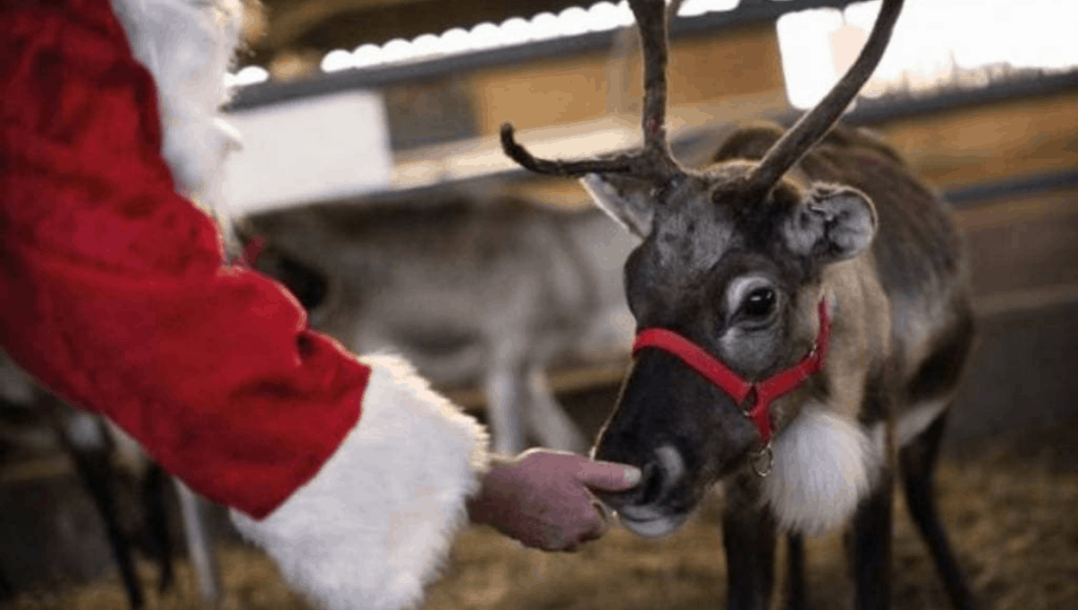 Reindeer-Food recipie
