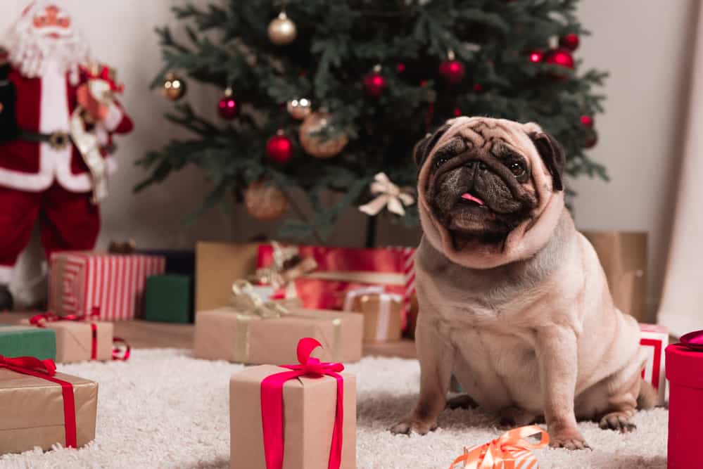 gifts for dog owners