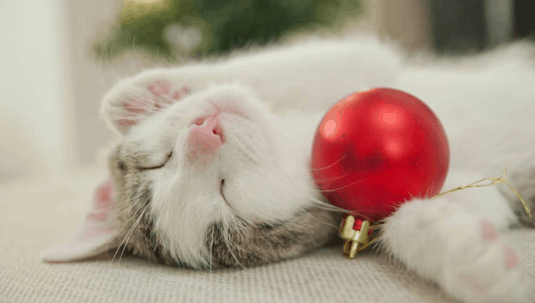 Where to Get Pet Santa Photos in Perth