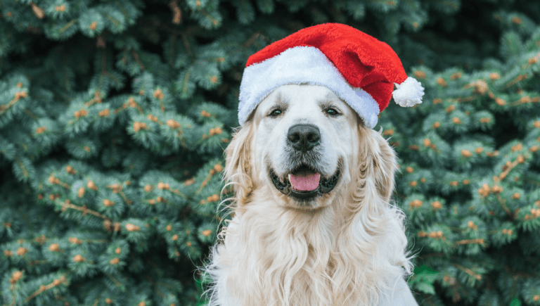 Where to Get Pet Santa Photos in Adelaide