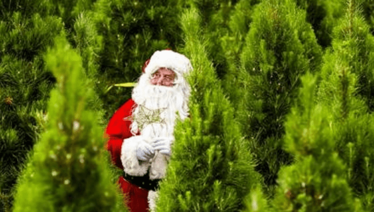 Where to Buy a Real Christmas Tree Sydney